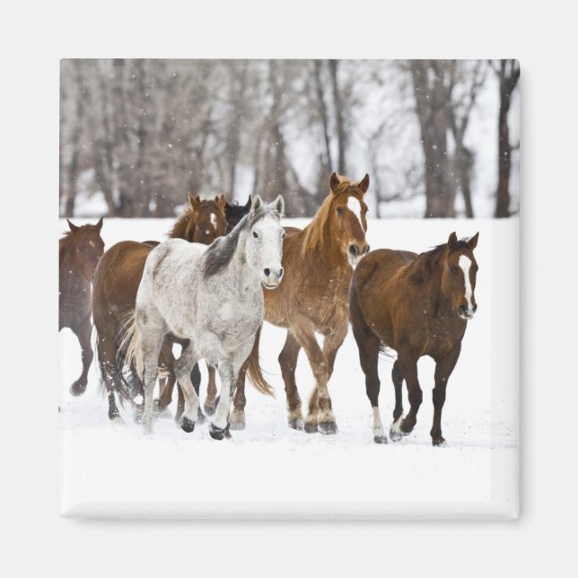 A Winter Scenic of Running Horses Magnet (Front)