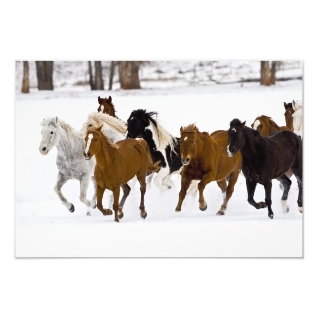 A winter scenic of running horses photo print (Front)