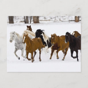 A winter scenic of running horses postcard