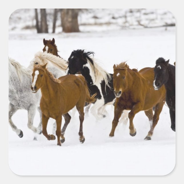 A winter scenic of running horses square sticker (Front)
