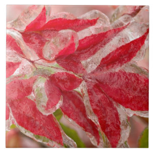 A winters ice storm covering the leaves of ceramic tile