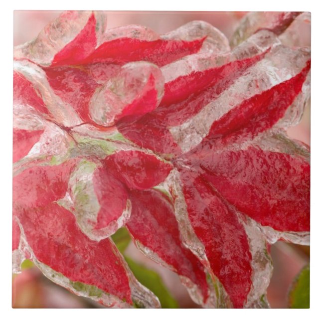 A winters ice storm covering the leaves of ceramic tile (Front)