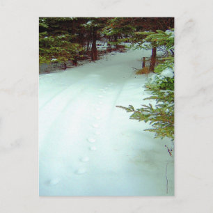 A Winter's Walk Postcard