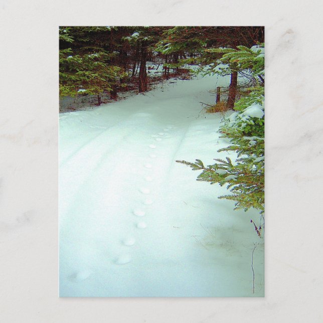 A Winter's Walk Postcard (Front)