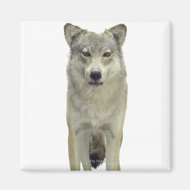 A wolf magnet (Front)