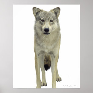 A wolf poster