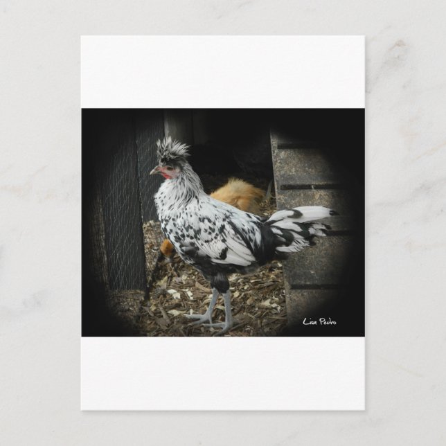 a wonderful design of a beautiful exotic bird postcard (Front)