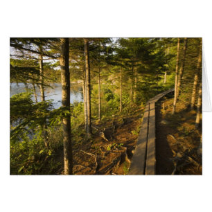 A wooden walkway in Acadia National Park Maine