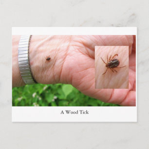 A woodtick, wood tick and hand postcard, bugs postcard