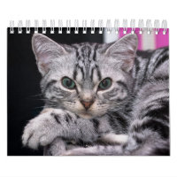 A Years Worth Of Cute Kitten Photography