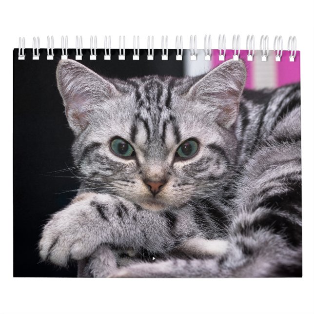 A Years Worth Of Cute Kitten Photography Calendar (Cover)
