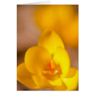 A yellow crocus blooms in Portsmouth, New