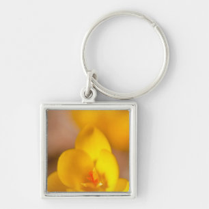 A yellow crocus blooms in Portsmouth, New Key Ring