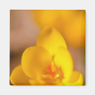 A yellow crocus blooms in Portsmouth, New Magnet