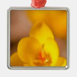 A yellow crocus blooms in Portsmouth, New Metal Ornament