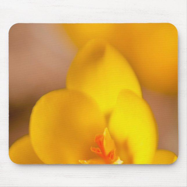 A yellow crocus blooms in Portsmouth, New Mouse Pad (Front)