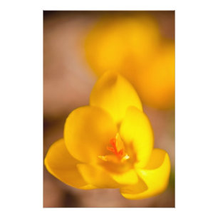 A yellow crocus blooms in Portsmouth, New Photo Print