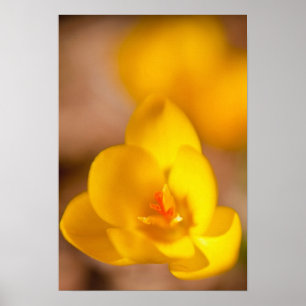 A yellow crocus blooms in Portsmouth, New Poster