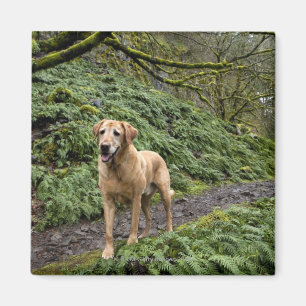 A yellow lab waiting on a trail for several magnet