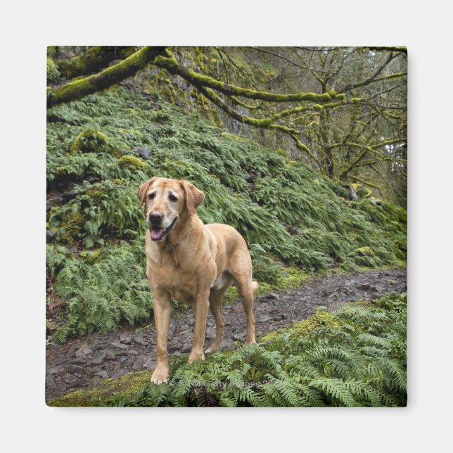 A yellow lab waiting on a trail for several magnet (Front)