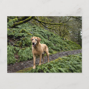 A yellow lab waiting on a trail for several postcard