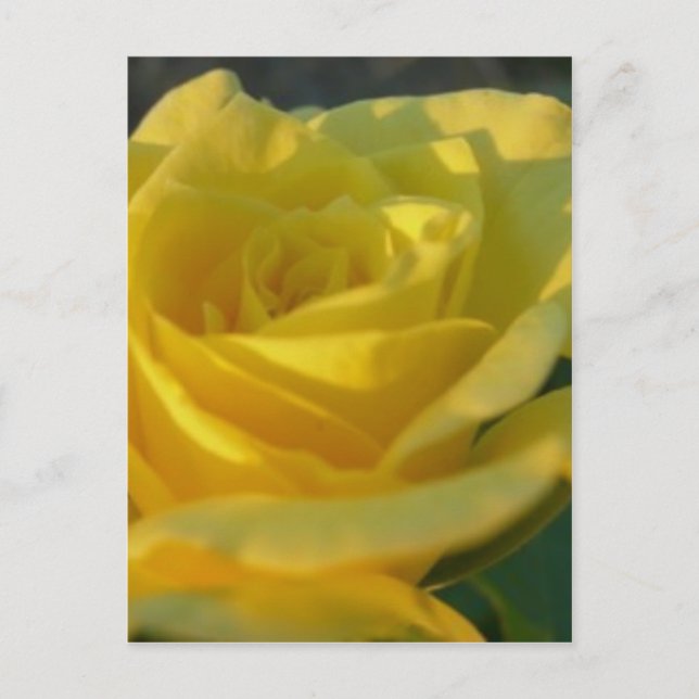 A Yellow Rose Postcard (Front)