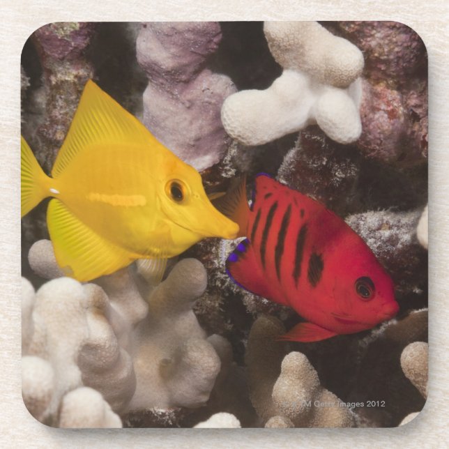 A Yellow Tang Coaster (Front)