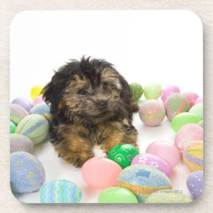 A Yorkie-poo puppy and Easter eggs. Coaster