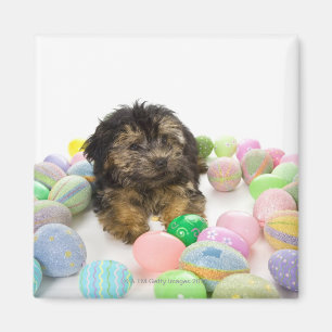 A Yorkie-poo puppy and Easter eggs. Magnet