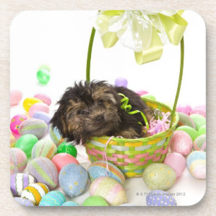 A Yorkie-poo puppy encountering an Easter basket Coaster