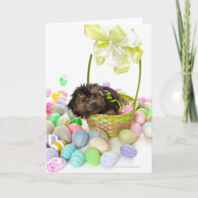 A Yorkie-poo puppy encountering an Easter basket Holiday Card (Front)