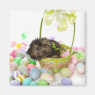 A Yorkie-poo puppy encountering an Easter basket Magnet