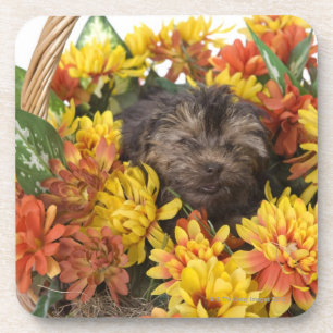 A Yorkie-Poo puppy in a basket of artificial Coaster