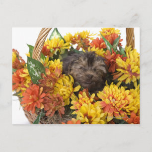 A Yorkie-Poo puppy in a basket of artificial Postcard