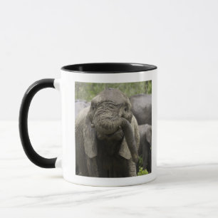 A young African elephant (Loxodonta africana) Mug
