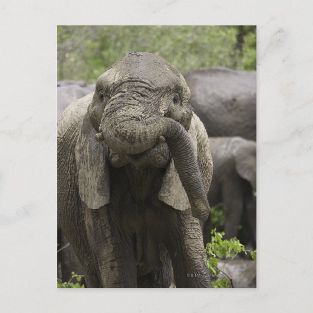 A young African elephant (Loxodonta africana) Postcard (Front)