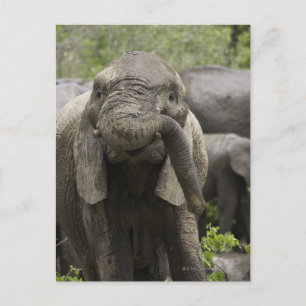 A young African elephant (Loxodonta africana) Postcard