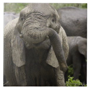 A young African elephant (Loxodonta africana) Tile