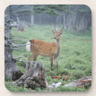 A young deer in a forest clearing coaster