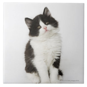 A young kitten sitting looking into the camera ceramic tile