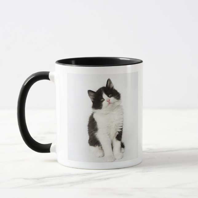 A young kitten sitting looking into the camera. mug (Left)