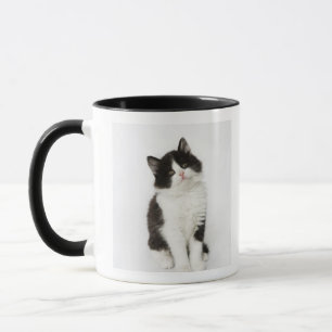 A young kitten sitting looking into the camera mug