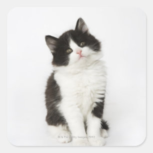 A young kitten sitting looking into the camera square sticker