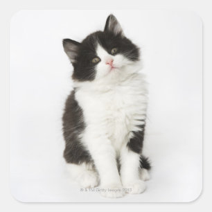 A young kitten sitting looking into the camera. square sticker