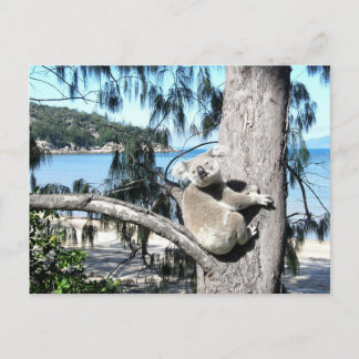A young koala sits in a tree by the beach postcard