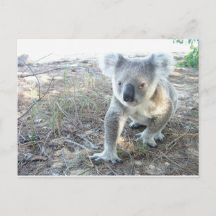 A young koala walking at the beach postcard