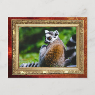 A Young Lemur, Animal Photography Postcard