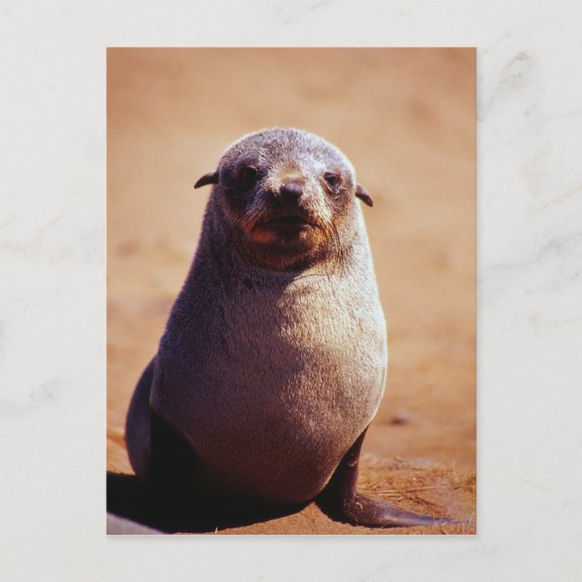 A Young South African Fur Seal Postcard (Front)