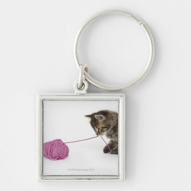 A young tabby kitten playing key ring (Front)