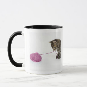 A young tabby kitten playing mug